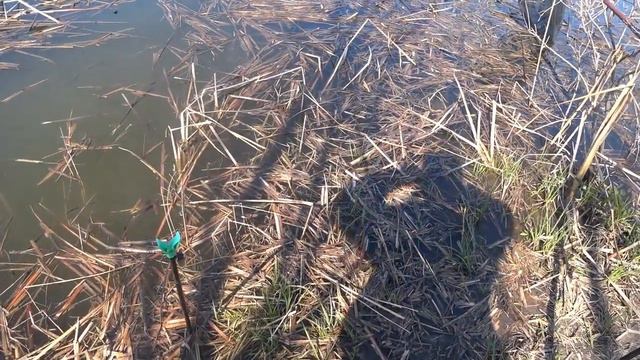 Рыбалка на удочку !!! Ловля карася в камыше на поплавок !!! смотреть онлайн