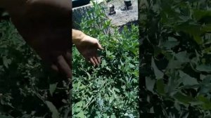 сенокосилка, газонокосилка Мульчер,  из бензопилы Дружба своими руками