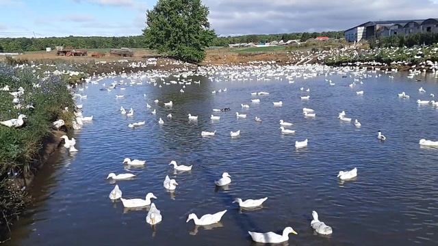 Муларды утки в пруду. смотреть онлайн