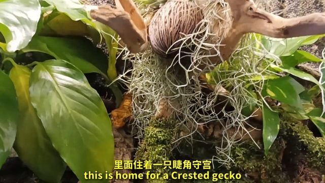 【探店 Vlog 2】Exotic Pets Studio 槟城分行，上手无磷玉米蛇。。 смотреть онлайн