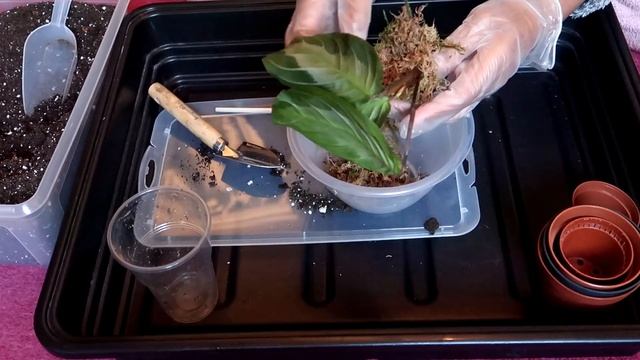 RE-POTTING MY MARANTA SILVER BAND, CALATHEA YELLOW FUSION & CISSUS DISCOLOR | Myra Murison