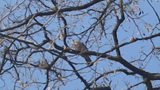 Вяхирь. Витютень. Сизый Голубь. Дикий Голубь (Animal Planet. Pet World) смотреть онлайн