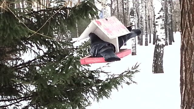 Голуби не поделили кормушку смотреть онлайн