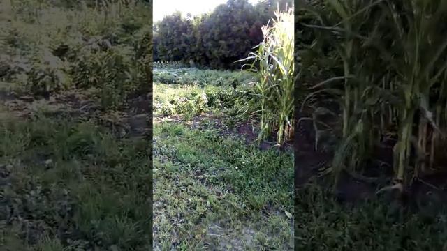 Я дома после работы)))) смотреть онлайн