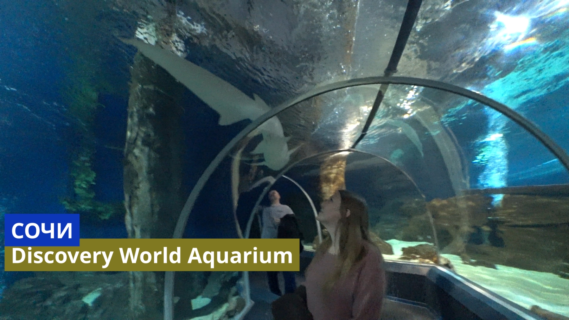 Сочи. Самый большой океанариум в России - Sochi Discovery World Aquarium смотреть онлайн
