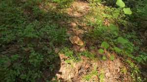 Грибная разведка 23 июля 2024. Всеволожский район.