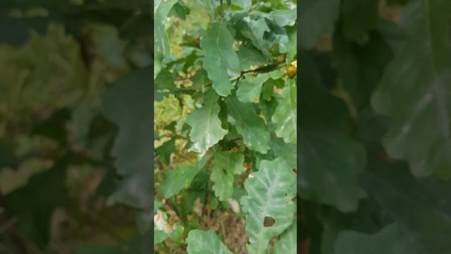 Как цветёт дуб. смотреть онлайн