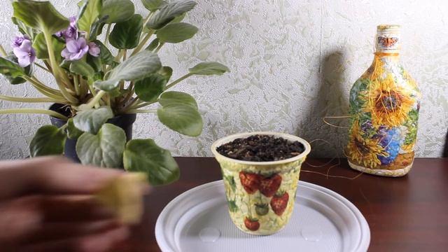 Домашний имбирь. Как вырастить имбирь. часть 1| Homemade ginger. part 1 смотреть онлайн