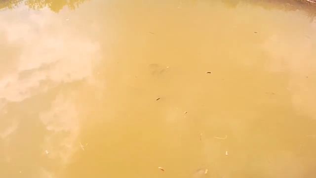 Карпы активно питаются (30.05.2017г.) смотреть онлайн