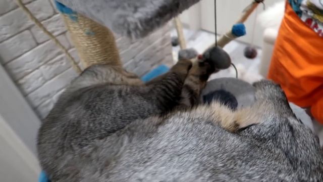 СЛАДУН ПОПРОСИЛ НА НОВЫЙ ГОД IPHONE, А ПОЛУЧИЛ... смотреть онлайн