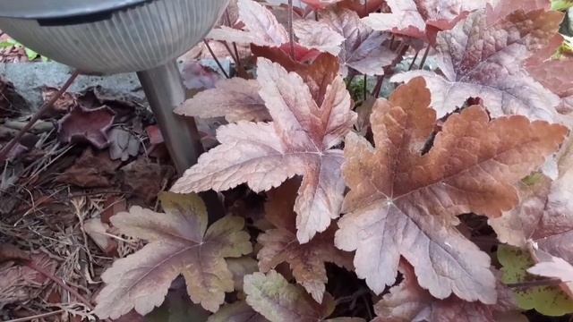 Гейхерелла Brass Lantern ⭐ Heucherella Brass Lantern