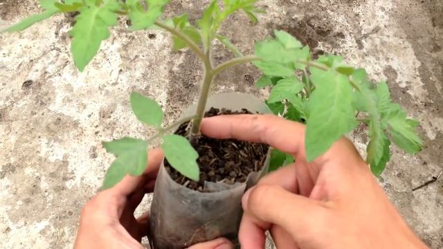 Как вырастить здоровую рассаду томатов. Когда подкармливать томаты смотреть онлайн