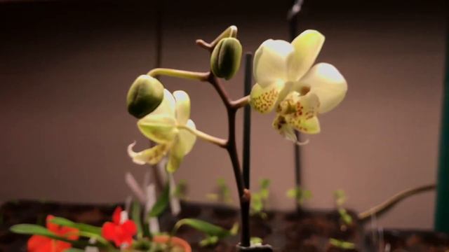 Phalaenopsis stuartiana - Portrait - Alles über Orchideen #92 // Gartenschlau.com смотреть онлайн