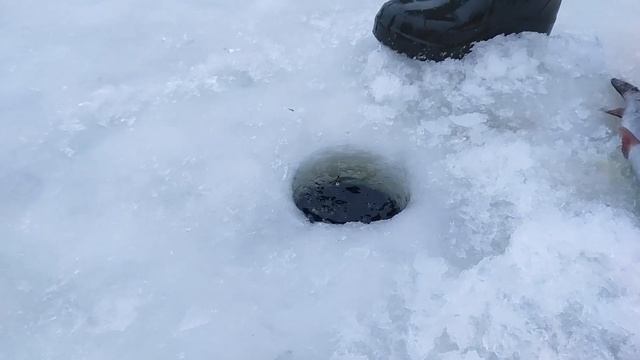 Новости с платника "Белая Дача" 24.01.2021г. смотреть онлайн