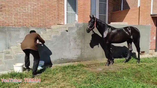 Карачаевский Жеребец Лахиб,и Кобыла Арифа, Орловский рысак Попечитель. Обработка от Всего