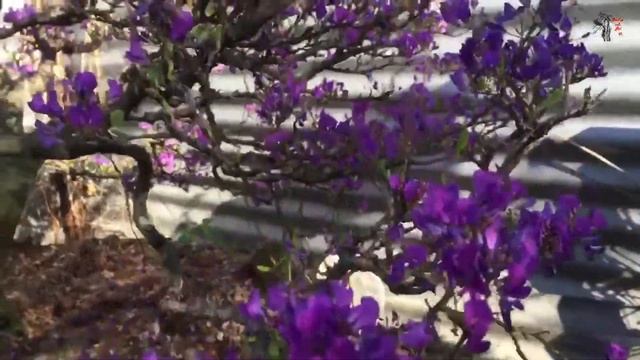 The Desmodium Flower Season