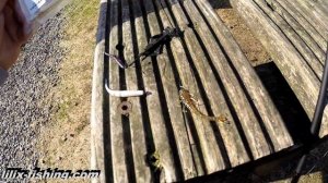 Отводной поводок VS Колеблющиеся блёсны. Форель