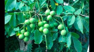 Описание скороплодного грецкого ореха сорта Кочерженко