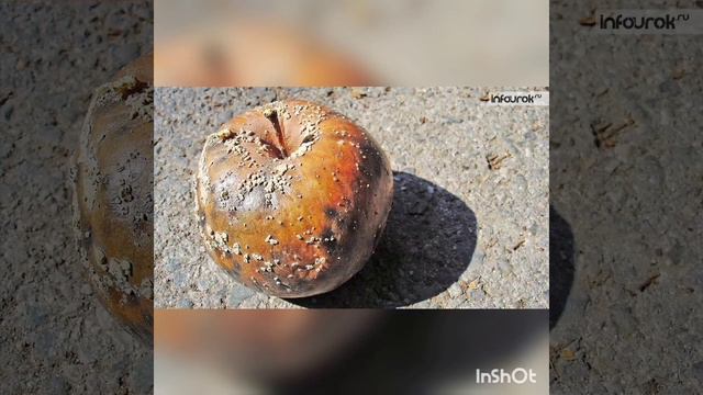 Вкусовой и обонятельные анализаторы.Боль. смотреть онлайн