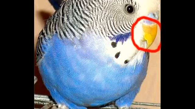 Как определить возраст и пол волнистых попугаев смотреть онлайн