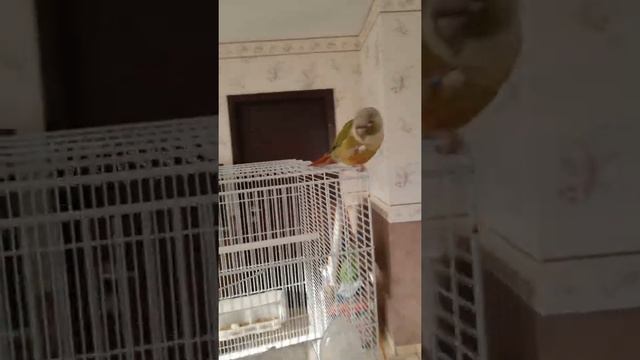 ?? Зеленощёкий краснохвостый попугай //❇️ Conure de Molina // Molina Conure //⚜️ #shorts смотреть онлайн