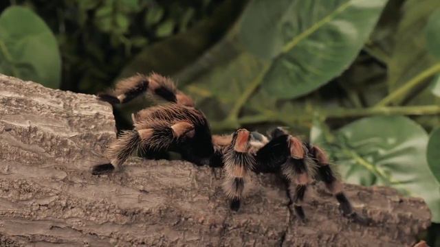 Animal Sounds, Hippo, Kangaroo, Fox, Horse, Eagle, Cat, Koala, Deer, Leopard, Tiger, Lion смотреть онлайн