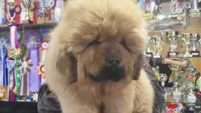 Щенок тибетского мастифа  - 3 мес.  в львином типе. ПРОДАЖА.  Http://beliy-lekar.ru