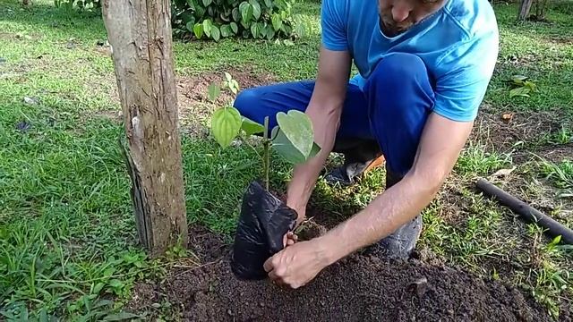 Выращивание чёрного перца своими руками смотреть онлайн