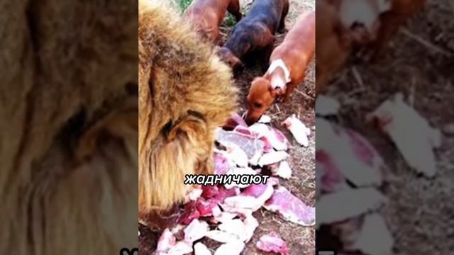 ДРУЖБА КОШКИ И ПСА смотреть онлайн