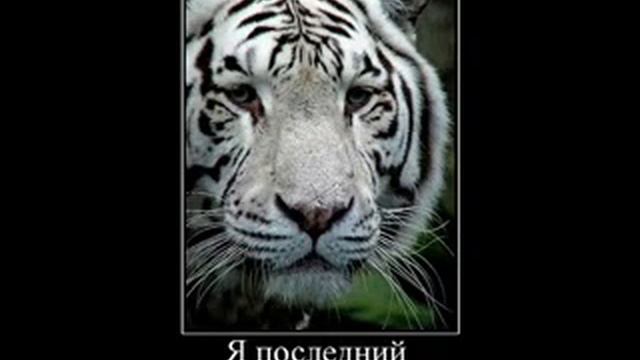 Современное общество.flv смотреть онлайн