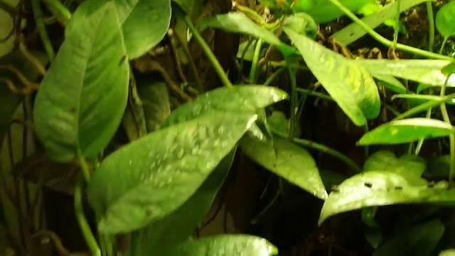 Epipremnum Aureum Skeleton