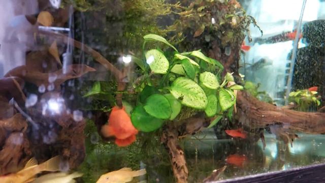 Сабельный меченосец Броколли.По чему так назвали? смотреть онлайн