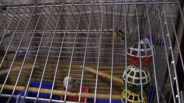 Амадины Знакомство самки с самцом