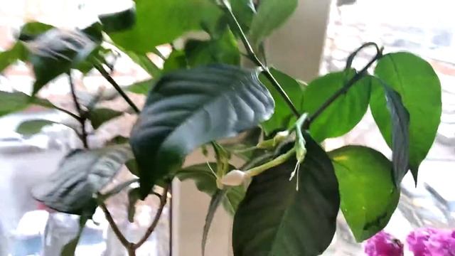 Цветущие зимой растения. Табернемонтана и Абелия Эдварда Гучера. смотреть онлайн