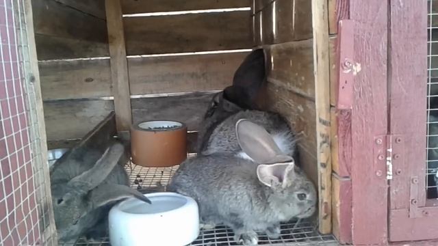 ЧИХАЮТ КРОЛИКИ / бывает ли аллергия у кроликов /пускать ли посторонних в крольчатник / мои выводы♡ смотреть онлайн