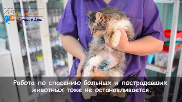 Живой отчет о работе приюта  «Лучший Друг». Июнь 2020