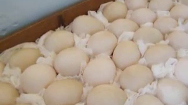 Мускусные утки. Закладка яиц в инкубатор Блиц Норма. смотреть онлайн