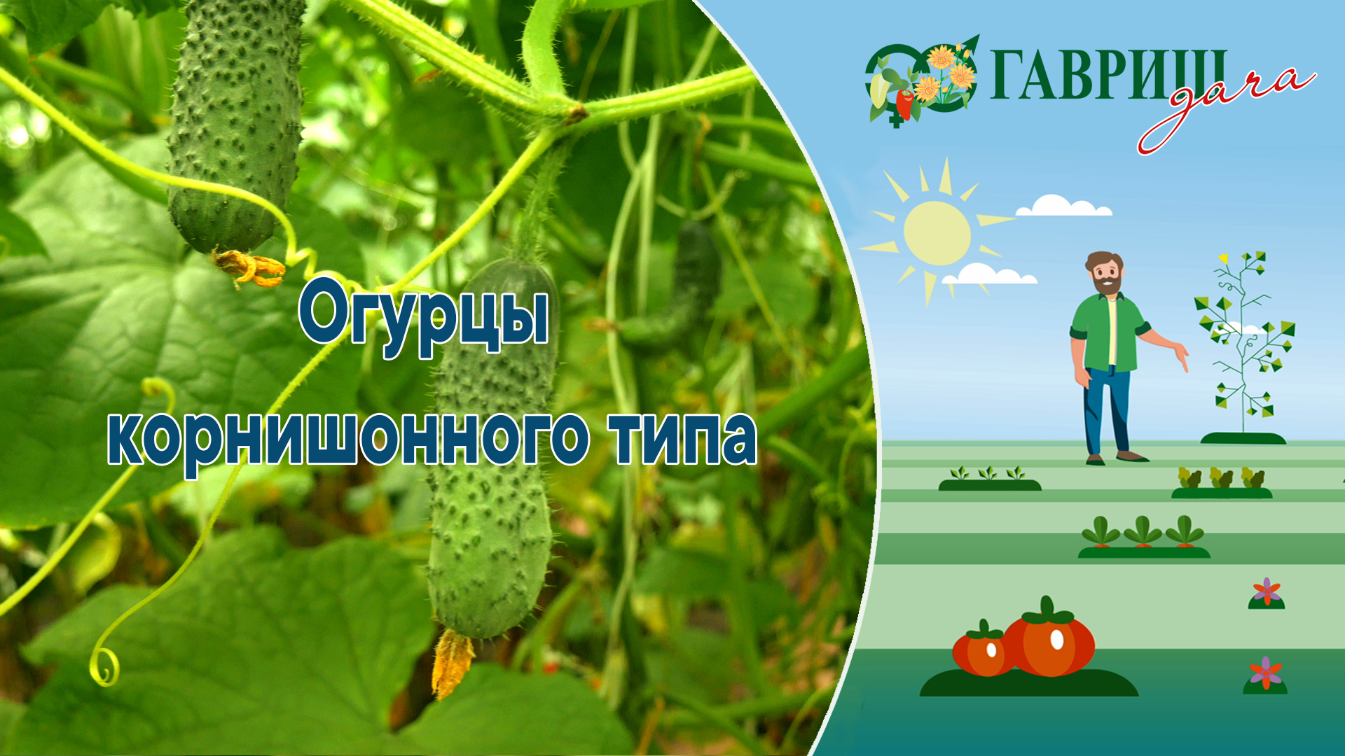 Огурцы - корнишоны смотреть онлайн