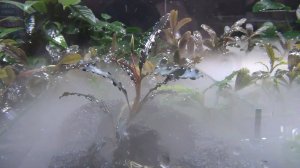 Аквариумные растения. Буцефаландры. Закончили этот год !!