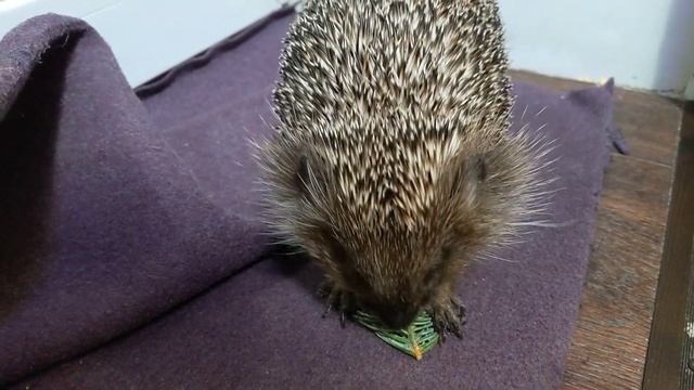 Фенька нашла кусочек леса) смотреть онлайн