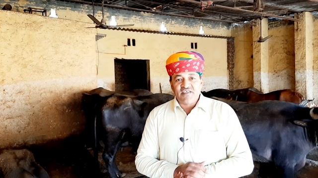 गाय भैंस दूध नहीं चुराएगी -दूध बढाने का तरीका|| Increase Cow Buffalo Milk смотреть онлайн