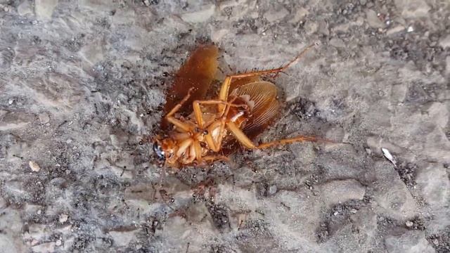 муравьи тащат большого таракана... смотреть онлайн