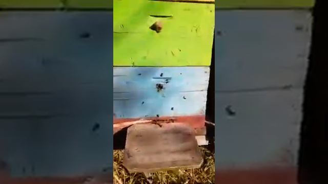 Наша пасека Свойский Мёд