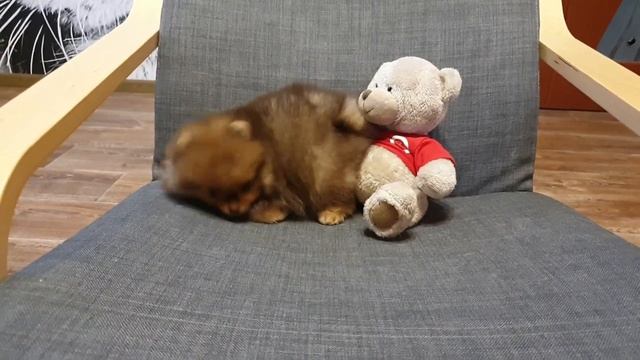 Щенок померанского шпица мини, шоколадный соболь, 2.5 мес смотреть онлайн