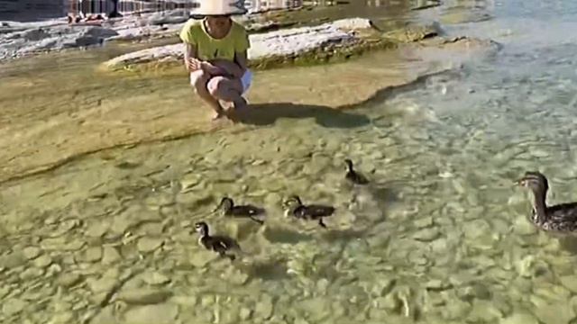 Утиная семейка в Сирмионе. Озеро Гарда😍 Италия❤️ смотреть онлайн