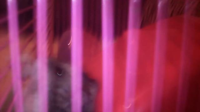 Мой хомяк смотреть онлайн