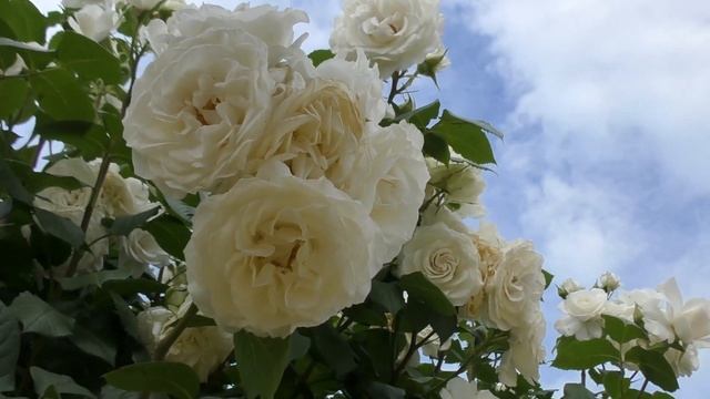 Сегодня День Ангела у женщин с именем Алла. / Today is Angel's Day for women with the name Alla. смотреть онлайн