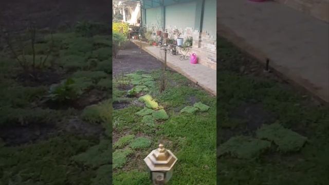 Ландшафт дизайн яратиш ховлида ...26.03.2023йил Тошкент смотреть онлайн