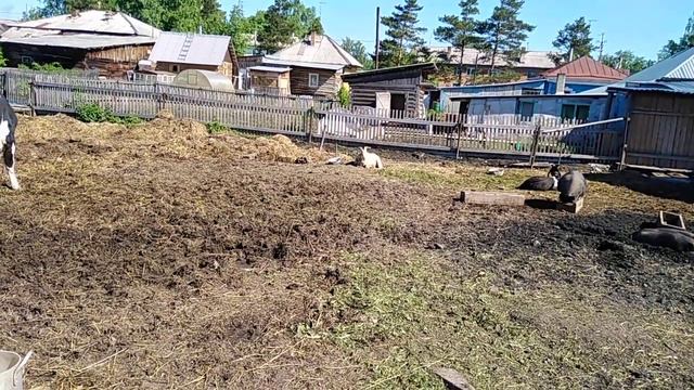 Кого продали на авито и почему смотреть онлайн