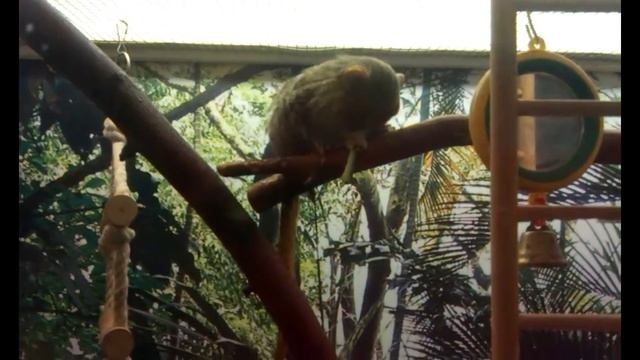 Игрунка Карликовая Cebuella Pygmaea смотреть онлайн
